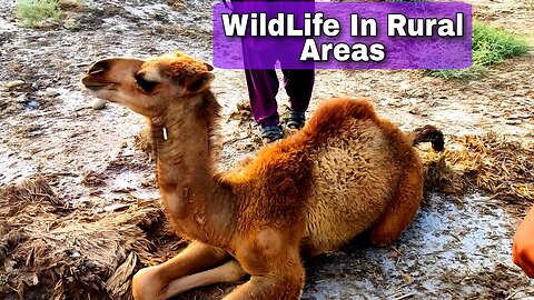 Exploring the Rich Wildlife of Rural Areas and Village Life with Majestic Camels
