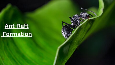 How to Find Ant Raft Formation