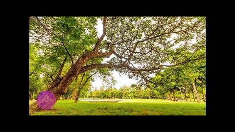 Sounds of Nature and Tibetan Bowls | Sound Healing | Nature in Harmony