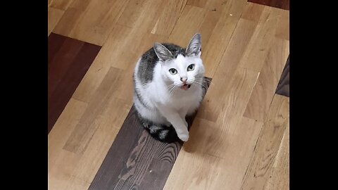 Call my cat short - she is answer me