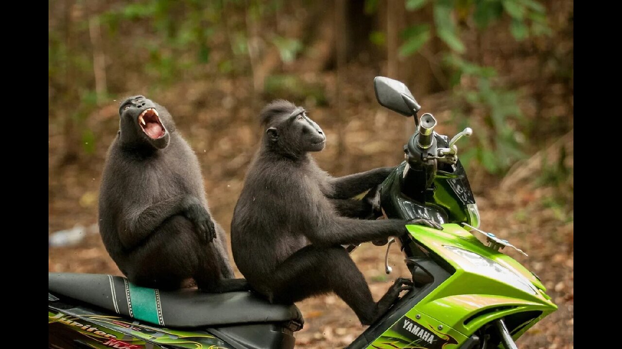 Funny animals๐๐๐