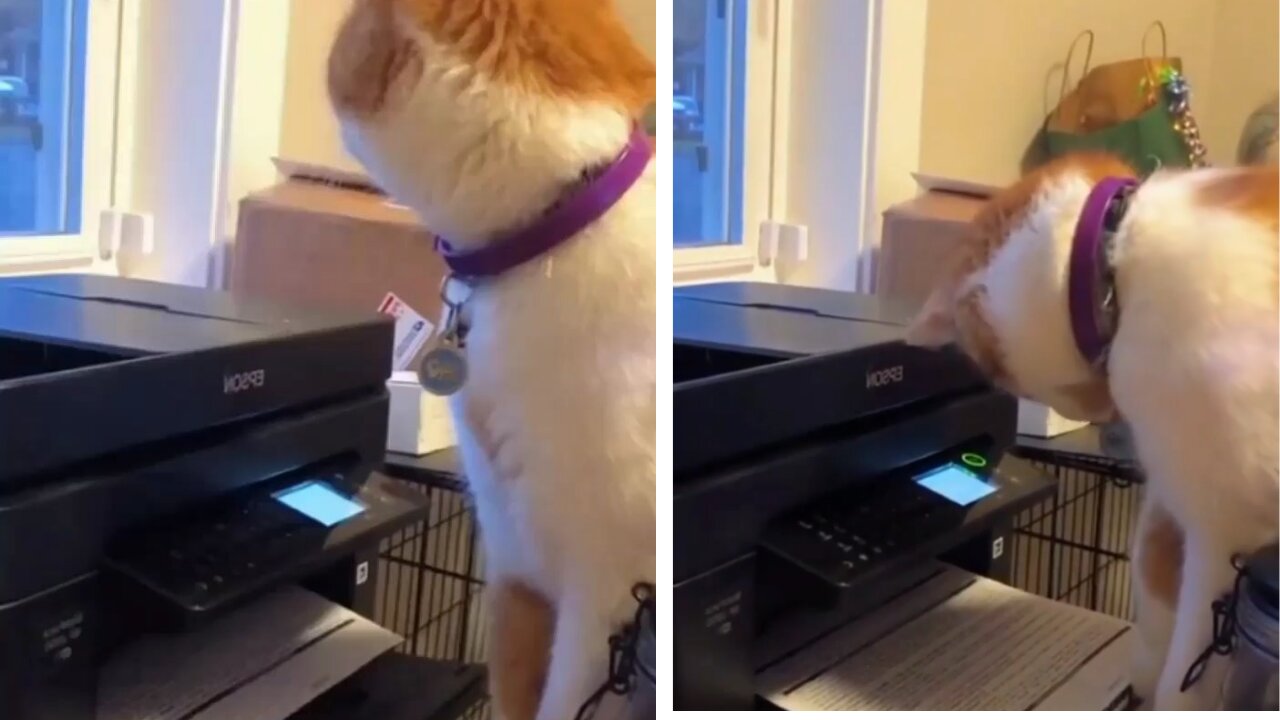 Cat jumps after seeing printout - Adorable cat funny moments