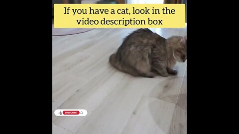 cute cat videos 😹 funny videos 😂92