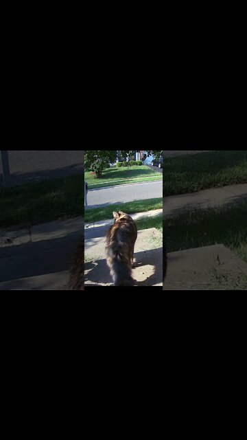 Peanutbutter Caught A Mouse #Shorts 😼