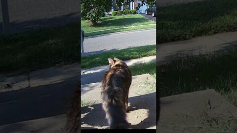Peanutbutter Caught A Mouse #Shorts 😼