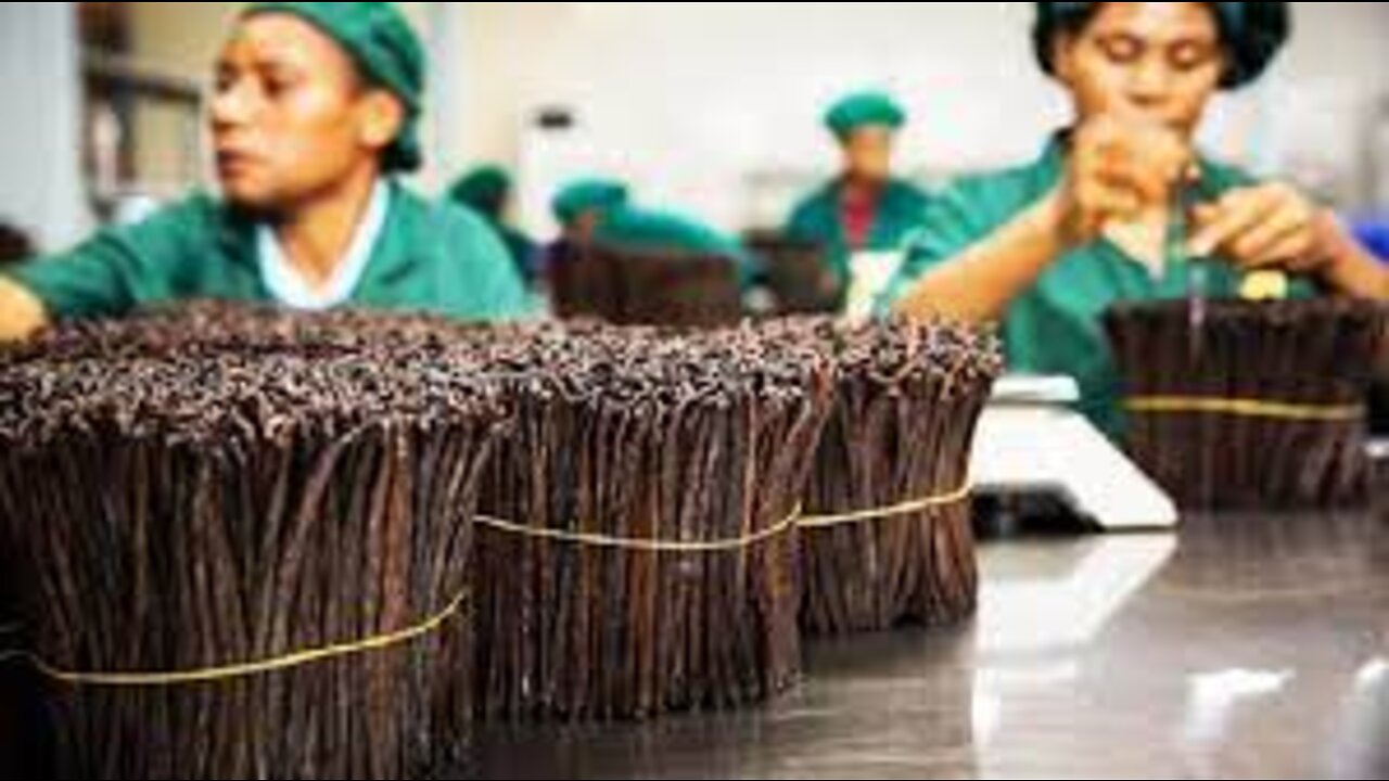 Awesome Vanilla Farming Technique - Vanilla Fruit Harvesting and Process - Vanilla Ice Cream