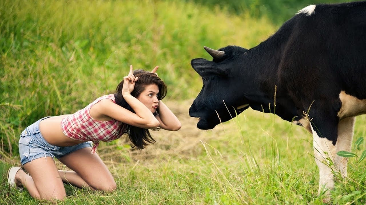 Very beautiful cows in nature