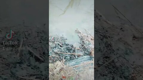 Draining The Swamp
