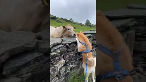 Cute dog is definitely a cow magnet