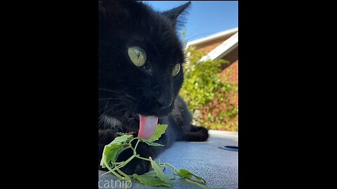 Kitties of Weedom on Catnip
