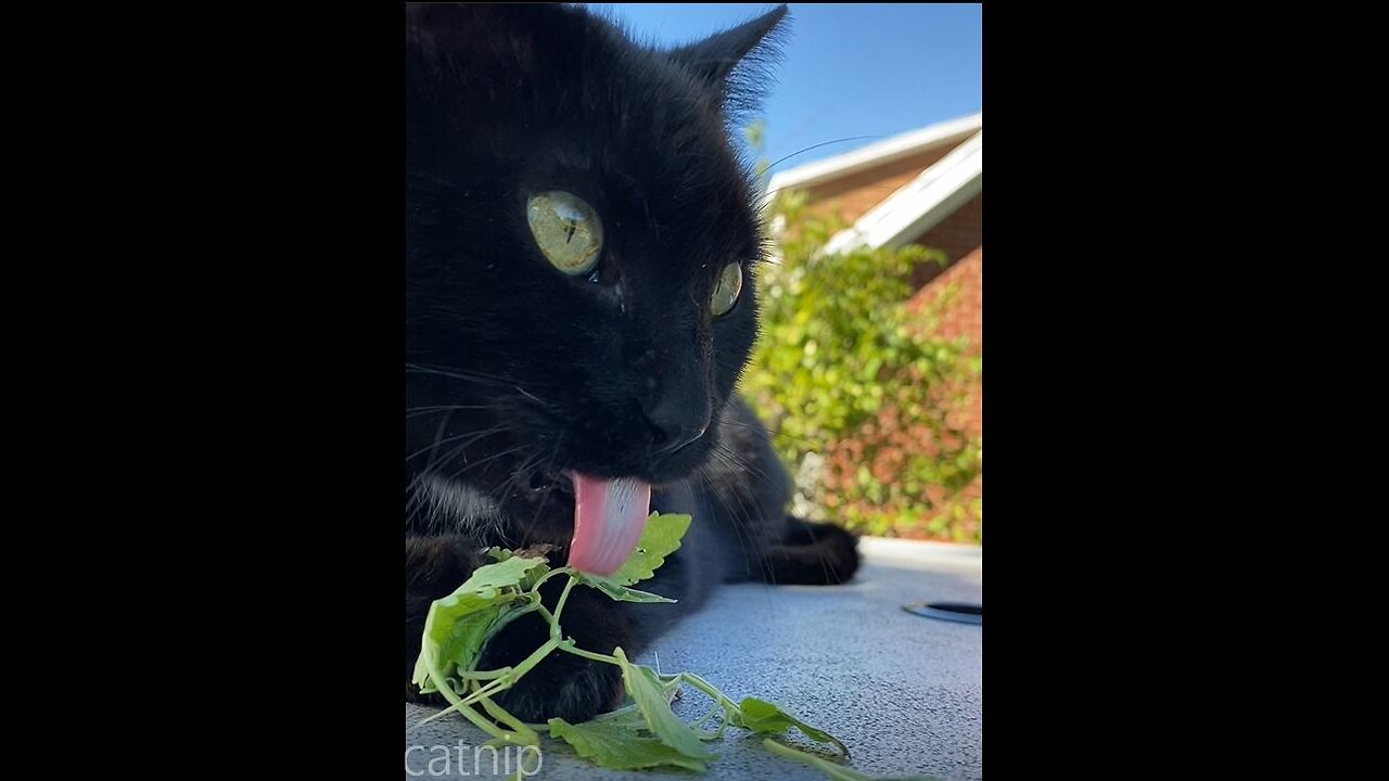 Kitties of Weedom on Catnip