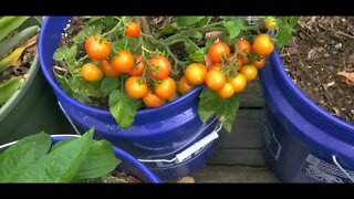 The Back Porch Garden 2022
