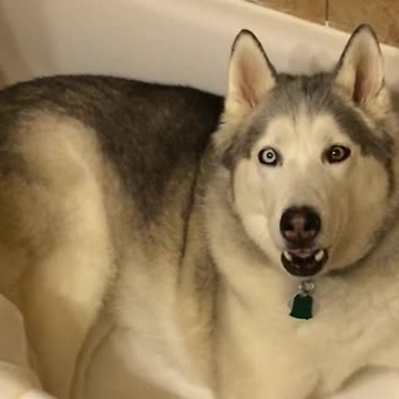 Whiny Stubborn Husky Won’t Leave The Bathtub