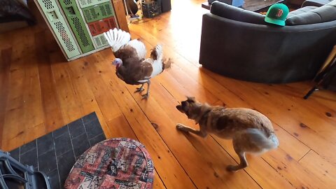 I rehabbed a paralyzed turkey and my dog befriended it (Seven's story)