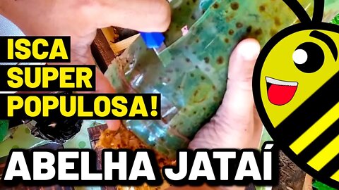 Está transferência de abelha Jataí me surpreendeu (Você precisa ver isto 😲)