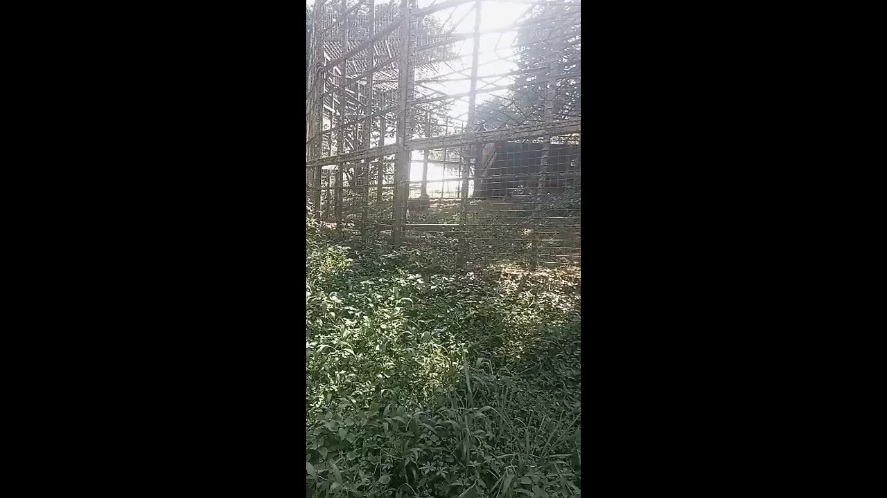 Entebbe Zoo (1) - A Monkey of Bad Manners
