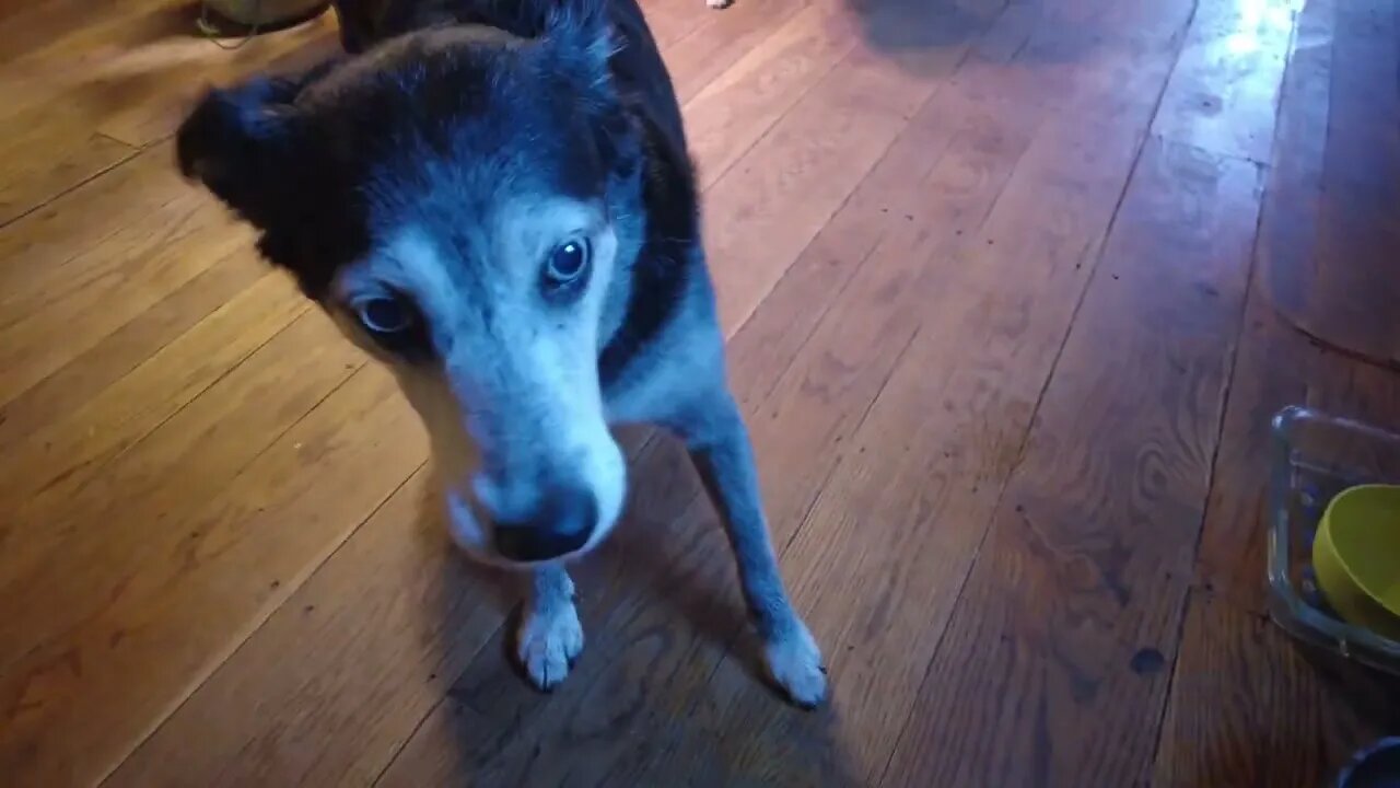 Bruce and Matcha: Two Old Dogs' Journey of Hope and Resilience at Tennessee Holler Farm 🐶 4K HD ASMR