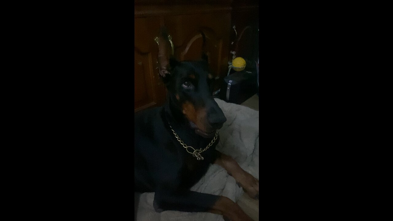 Pingan the Doberman is back!