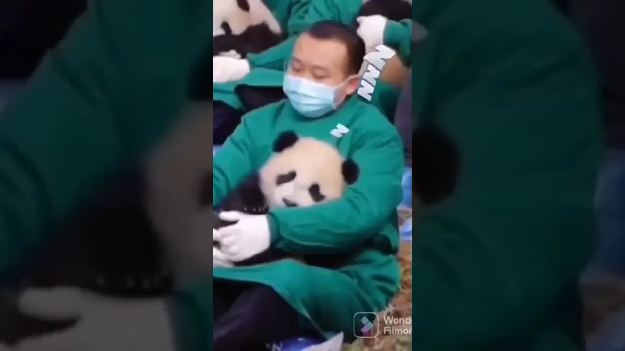 Man rocks panda in his lap to make it fall asleep. Super cute video is viral#shorts