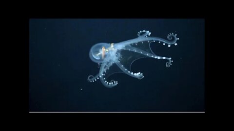 2 Photographs Of The Incredibly Rare Glass Octopus Paranormal News