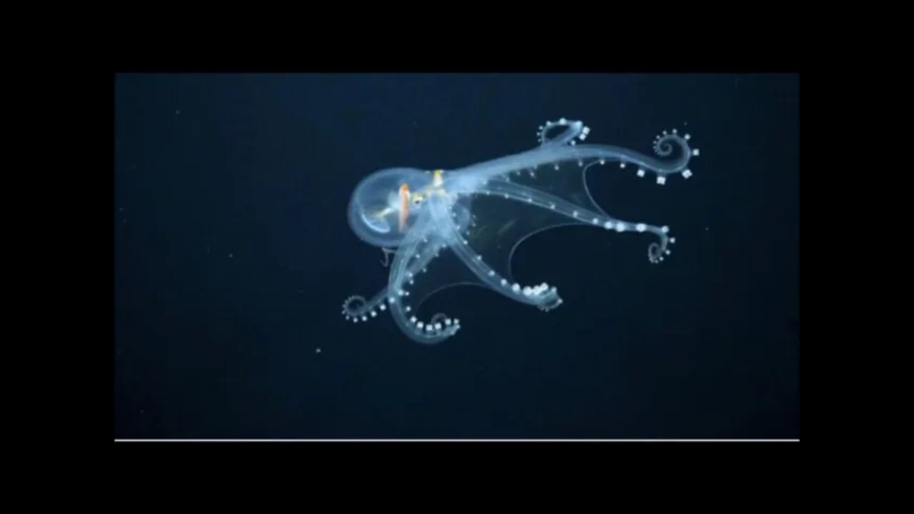 2 Photographs Of The Incredibly Rare Glass Octopus Paranormal News
