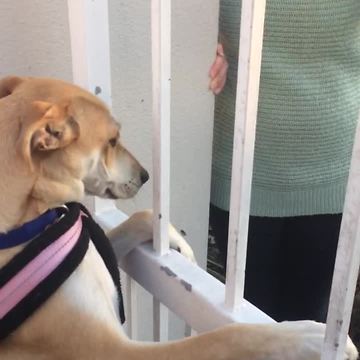 Dog Refuses To Leave Its Best Friend Behind