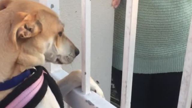 Dog Refuses To Leave Its Best Friend Behind