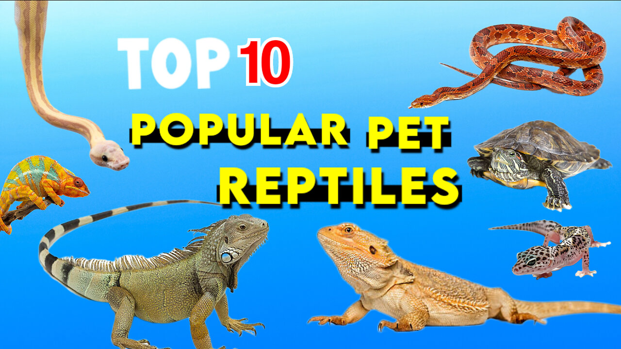 Top 10 popular pet Reptiles