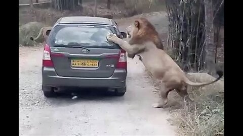 Male lion attacks Safari tourist vehicle!