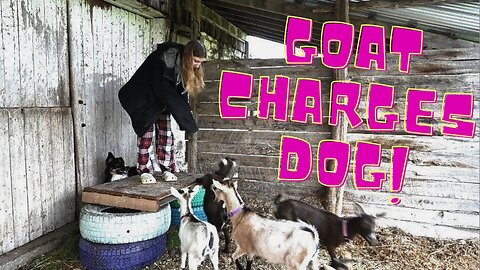 Trapped By Goats!