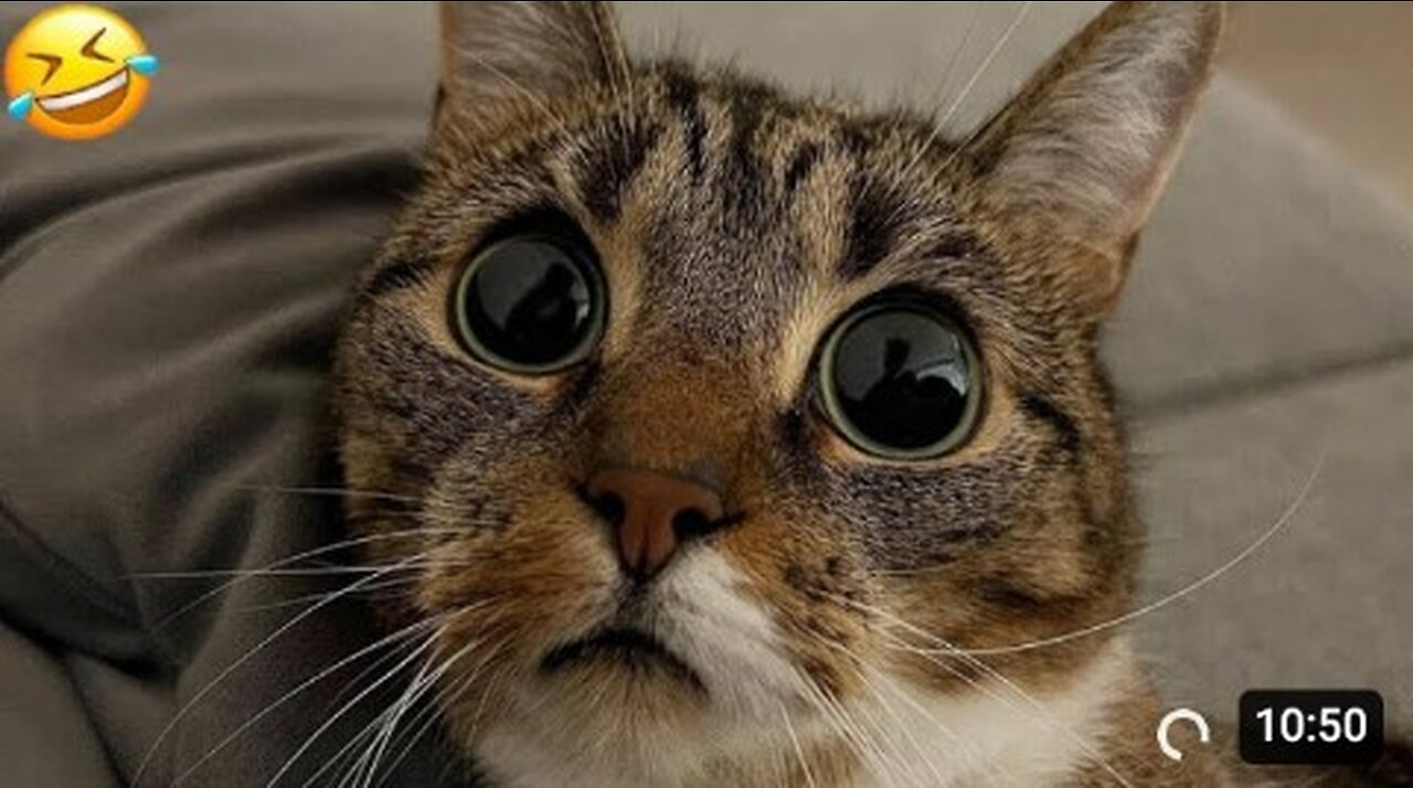 Funny animal video