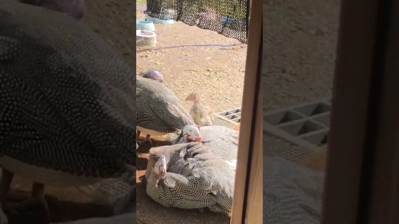 Tiny guinea fowl keet sitting with the bigger keets