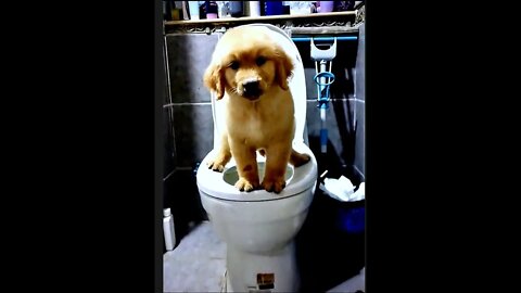 This is how dogs defecate........