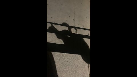 Petting a Neighborhood Cat