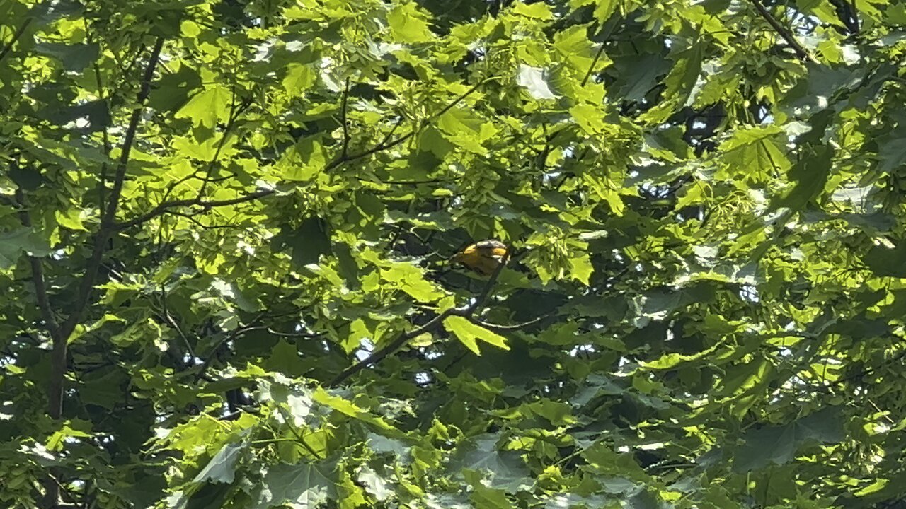 Oriole singing a beautiful song 😊😊