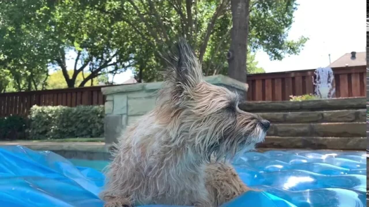 Dixie the Norwich chillin in the pool