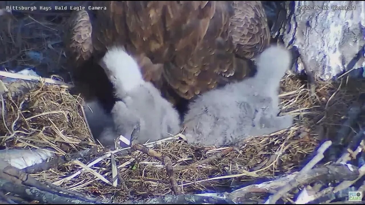 Hays Bald Eagles H16 H17 Thermal down study 2022 04 02 09 23 35 283