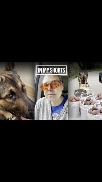 Do puppers dream of Yukon taters?