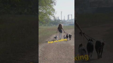 Dogs are walking #animals #dogs #bts