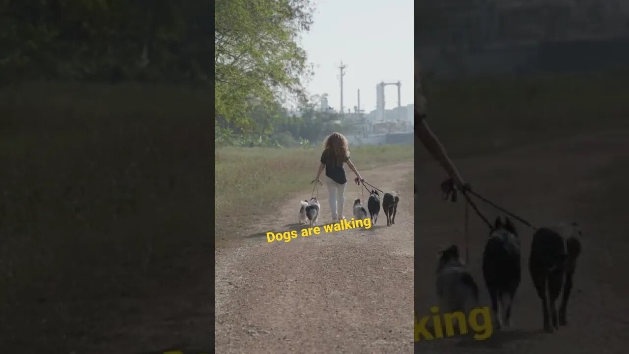 Dogs are walking #animals #dogs #bts