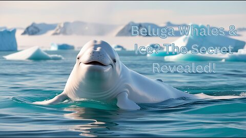Why Do Beluga Whales Eat Ice The Surprising Truth!