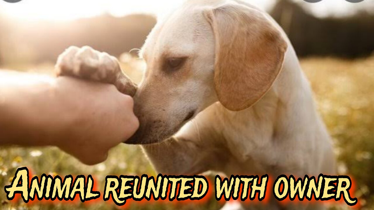 animal reunited with owner after years