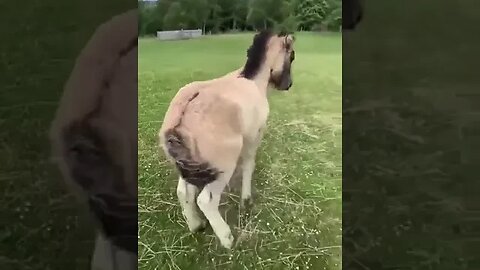 Не стоит так располагаться позади пусть маленькой, но всё же лошадки