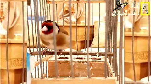 The king of birds and songbirds🐦 chardonneret