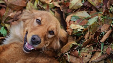 How to PLAY with your DOG AT HOME