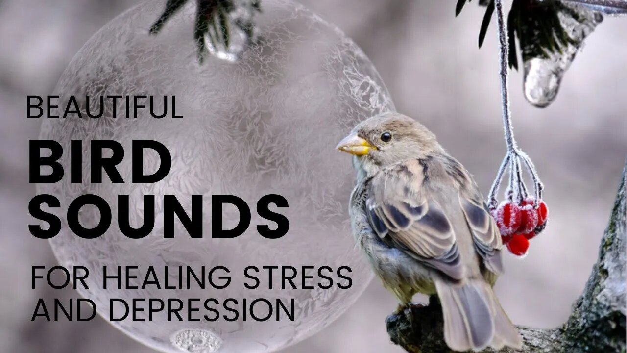 Birdsongs Morning Meditation Music || Early Morning Meditation || Positive Energy Meditation ||