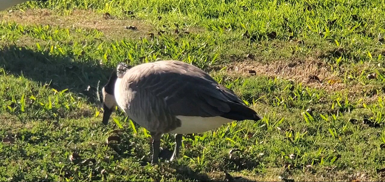 Goose Grazing