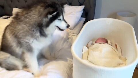 Curious Dogs Watch Over Newborn Baby! They Try To Mother Him!!