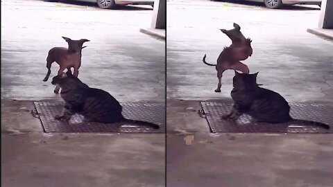 Funny dog dance-