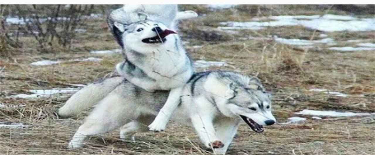 Try Not To Laugh 😂 Funny Animals videos 😂